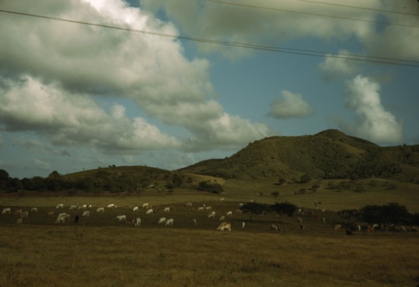 A cattle farm, vicinity of Christiansted, St. Croix, Virgin Islands, 1941. Creator: Jack Delano.