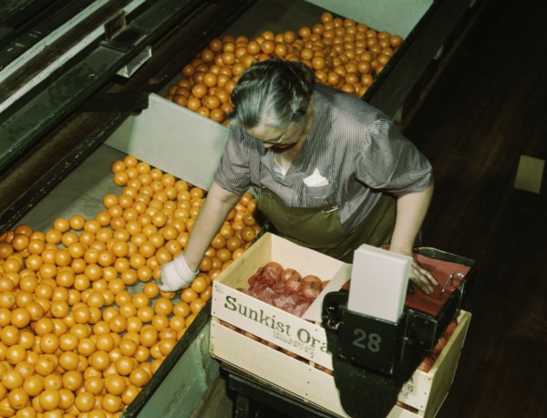 Packing oranges at a co-op orange packing plant, Redlands, Calif. , 1943. Creator: Jack Delano.