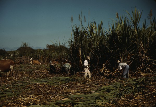 FSA borrowers harvesting sugar cane cooperatively on a farm, vicinity Rio Piedras, Puerto Rico, 1941 Creator: Jack Delano.