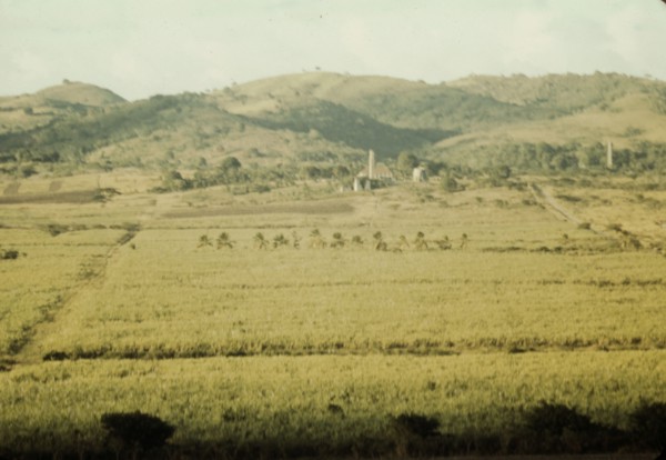 Sugar cane fields on the north-west part of the island, St. Croix island, Virgin Islands, 1941. Creator: Jack Delano.