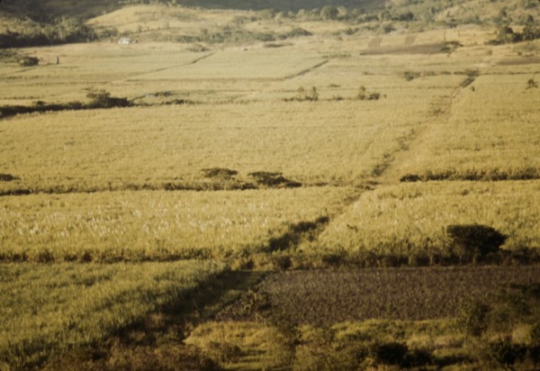Sugar cane fields on the north-west part of the island, St. Croix island, Virgin Islands, 1941. Creator: Jack Delano.