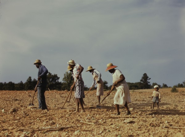 Chopping cotton on rented land near White Plains, Greene County, Ga., 1941. Creator: Jack Delano.