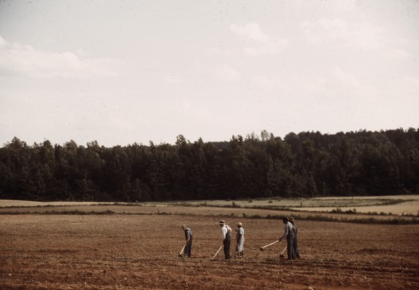 Chopping cotton, Greene County, Ga.?, ca. 1941. Creators: Marion Post Wolcott, Jack Delano.