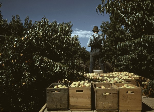Hauling crates of peaches from the orchard to the shipping shed, Delta County, Colo., 1940. Creator: Russell Lee.