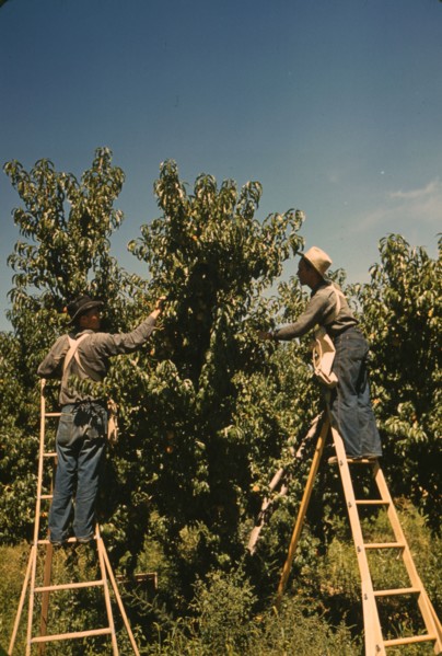 Pickers in a peach orchard, Delta County, Colo., 1940. Creator: Russell Lee.