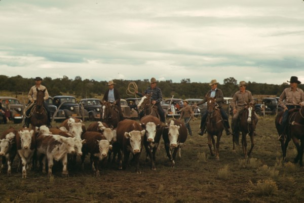 Driving calves into the corral for roping at the rodeo of the Pie Town, New Mexico Fair, 1940. Creator: Russell Lee.
