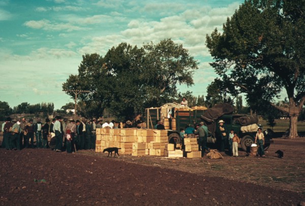 Distributing surplus commodities, St. Johns, Ariz., 1940. Creator: Russell Lee.