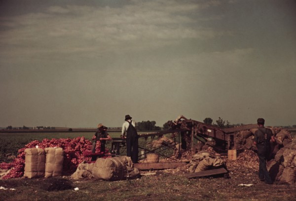 Grading and packing onions, Rice County, Minnesota, 1939. Creator: Arthur Rothstein.