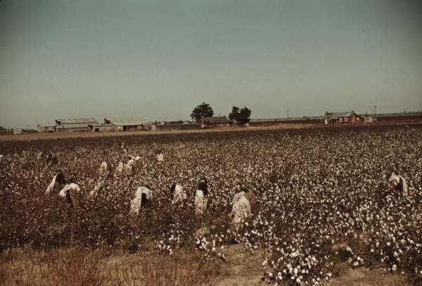 Day laborers picking cotton near Clarksdale, Miss., 1939. Creator: Marion Post Wolcott.