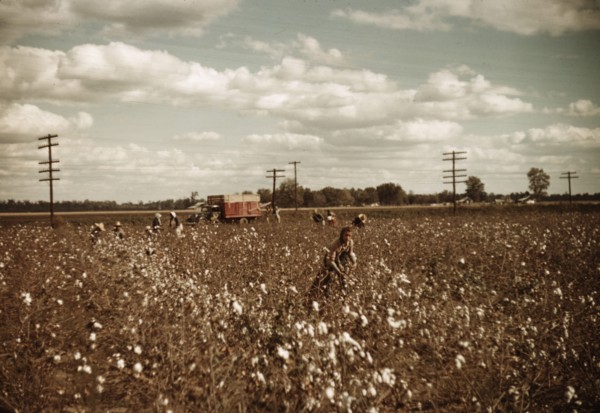 Day laborers picking cotton near Clarksdale, Miss., 1939. Creator: Marion Post Wolcott.
