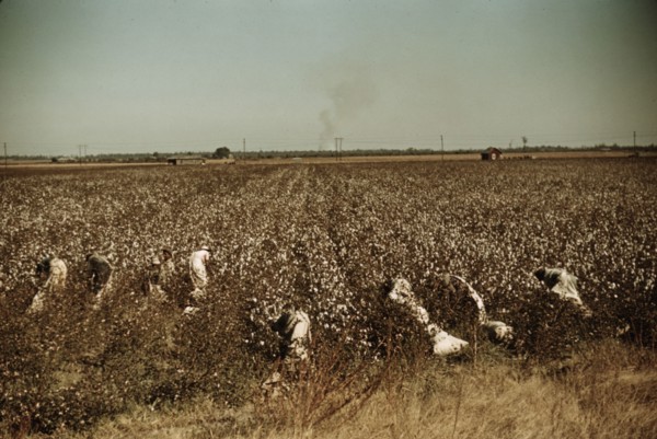 Day laborers picking cotton, near Clarksdale, Miss., 1940. Creator: Marion Post Wolcott.