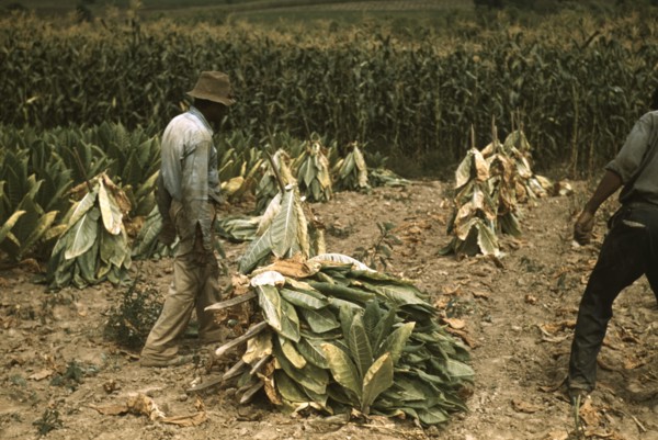 Cutting Burley tobacco and putting it on sticks to wilt...on the Russell Spears' farm, Ky., 1940. Creator: Marion Post Wolcott.