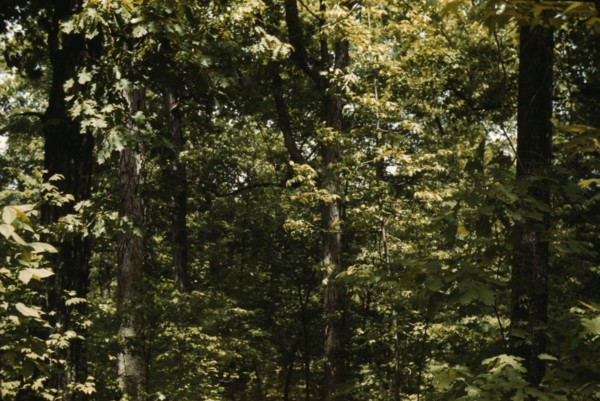 Trees in a reforestation project, Md.?, between 1941 and 1942. Creator: Unknown.
