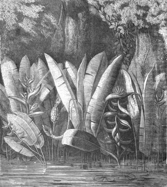 'A Lagoon in the Tierra Caliente; A zigzag journey through Mexico', 1875. Creator: Thomas Mayne Reid.