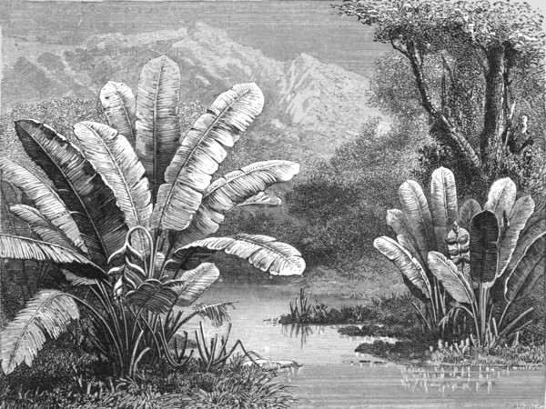 'A stream in the Savanna region; A zigzag journey through Mexico', 1875. Creator: Thomas Mayne Reid.