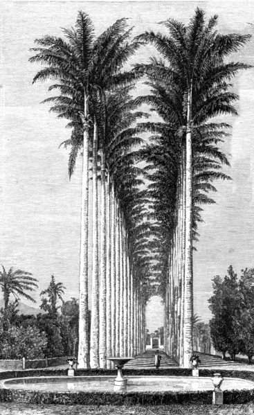 'The Great Avenue of Palms in the Botanical Gardens; Rio De Janeiro and the Organ Mountains', 1875. Creator: Thomas Woodbine Hinchliff.