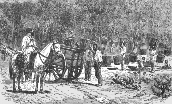 'Coffee Gathering; Rio De Janeiro and the Organ Mountains', 1875. Creator: Thomas Woodbine Hinchliff.