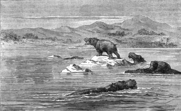 'The Haunt of the Sea-Cow; Life in a South African Colony', 1875. Creator: Unknown.