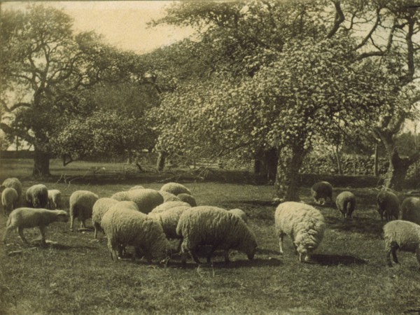 Peace, c1897. Creator: Sarah J. Eddy.