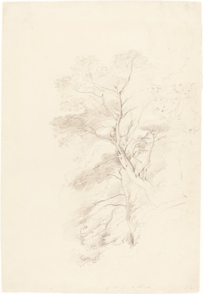 A Beech Wood, 1815. Creator: John Linnell the Elder.
