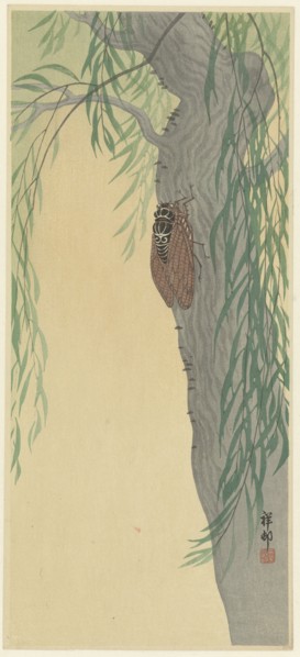 Cicada on tree. Private Collection.