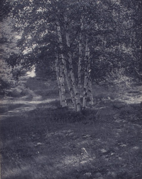 Birch trees along a path, c1900.