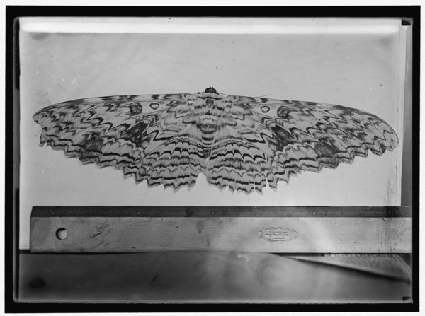 Moth, between 1911 and 1920. With ruler for scale.