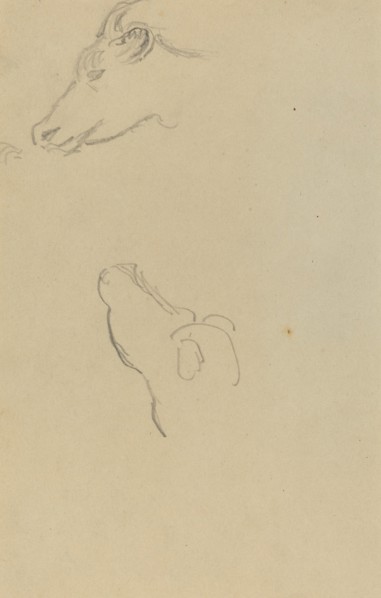 Head of a Cow [recto], 1884-1888.
