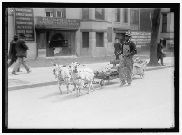 Goat team, between 1910 and 1917. Creator: Harris & Ewing.