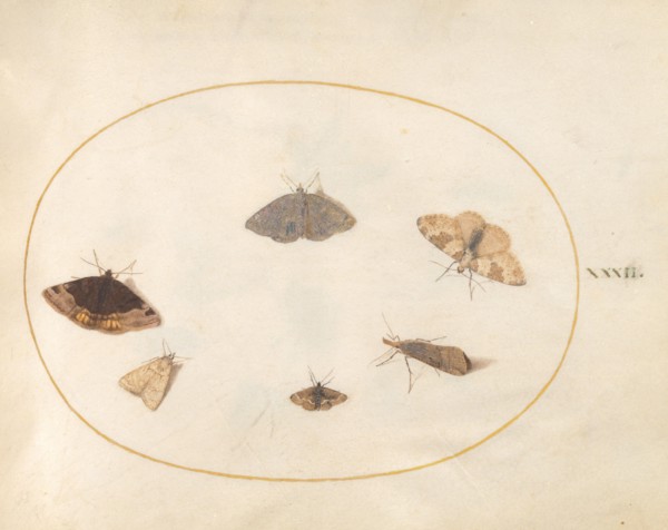 Plate 32: Six Moths, c. 1575/1580.