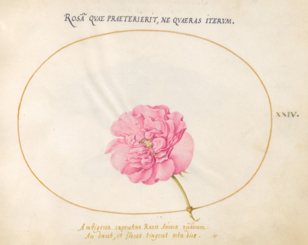 Plate 24: Pink Rose, c. 1575/1580.