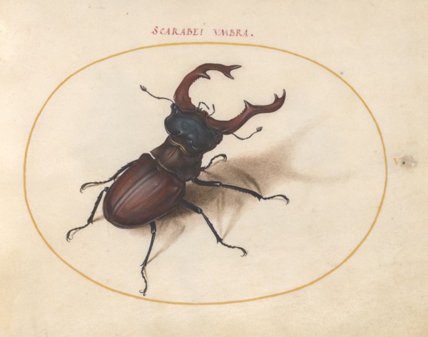 Plate 5: Stag Beetle, c. 1575/1580.