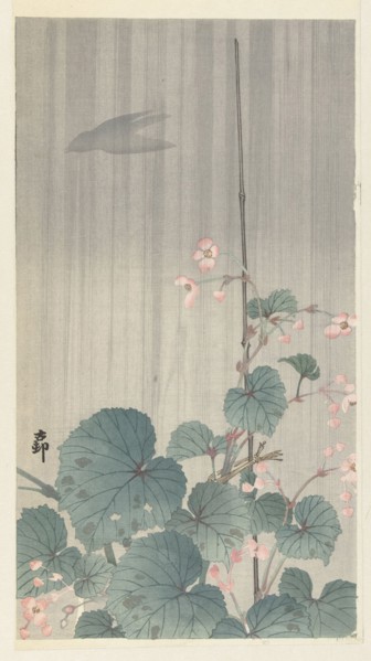 Begonia in the rain, 1930s. Private Collection.