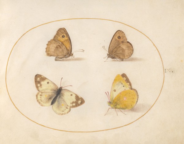 Plate 9: Four Butterflies, c. 1575/1580.