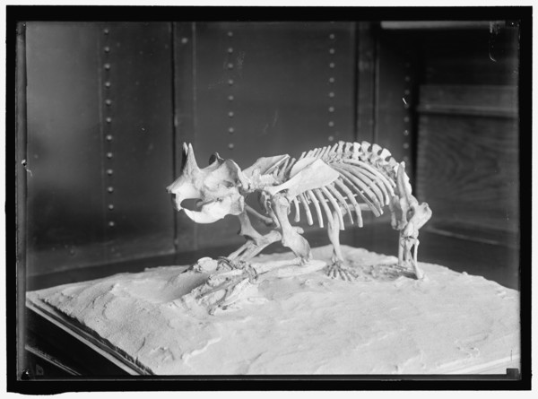 Dinosaur skeleton, between 1913 and 1917.