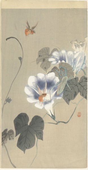 Insects in bindweed, 1920-1930. Private Collection.