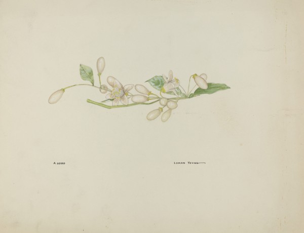 Costume Accessory (Orange Blossoms), c. 1937.
