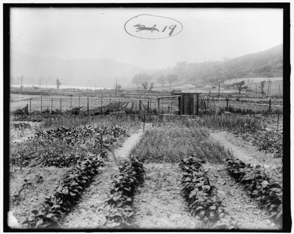 War Garden Commission, between 1910 and 1920.