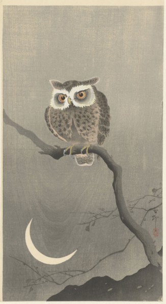 Long-eared owl on bare tree branch. Private Collection.