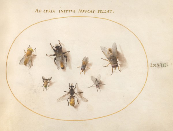 Plate 68: Seven Bees and Flies, c. 1575/1580.