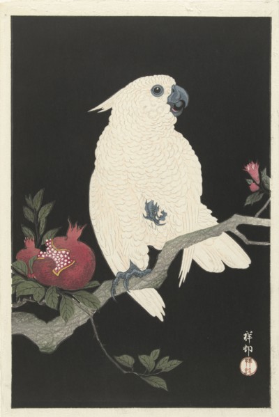Cockatoo and pomegranate, 1925-1936. Private Collection.