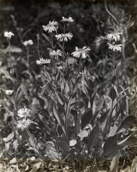 Aster (aster), between 1915 and 1935.