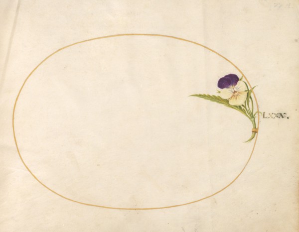 Plate 80: Purple and Yellow Viola, c. 1575/1580.