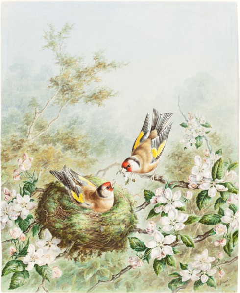 Gold Finches and Their Nest in an Apple Tree, 1878.
