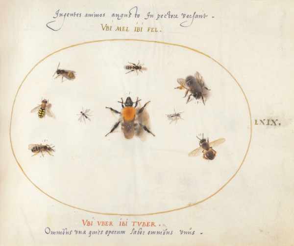Plate 69: Nine Bees and Other Insects, c. 1575/1580.