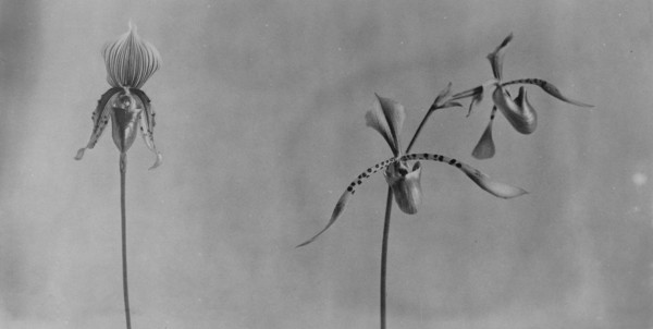 White House orchids, between 1889 and 1906.