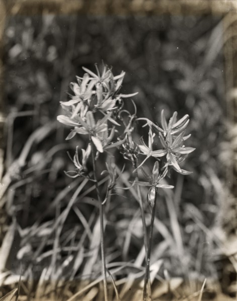Wildflowers in bloom, between 1915 and 1935.