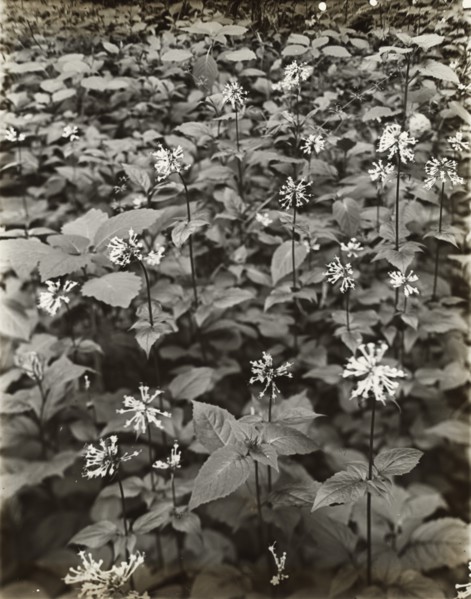 Wildflowers in bloom, between 1915 and 1935.