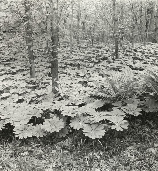 Mayapple (podophyllum), between 1915 and 1935.