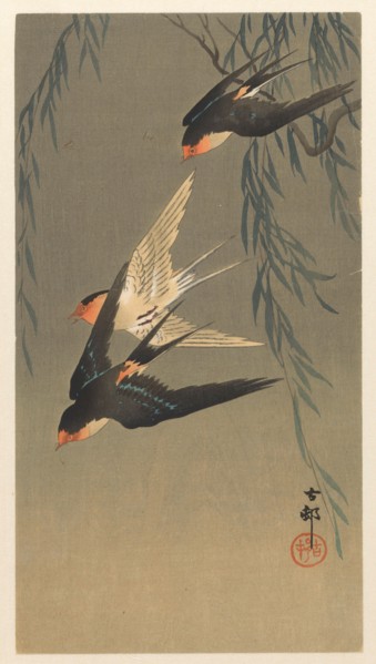 Three red-rumped swallows in a dive, 1920-1930. Private Collection.